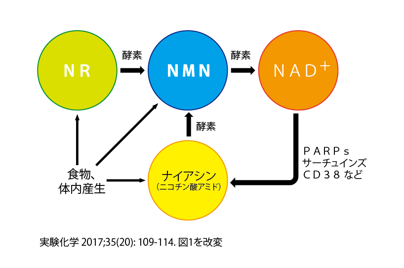 Nmnとは アンチエイジング プロ